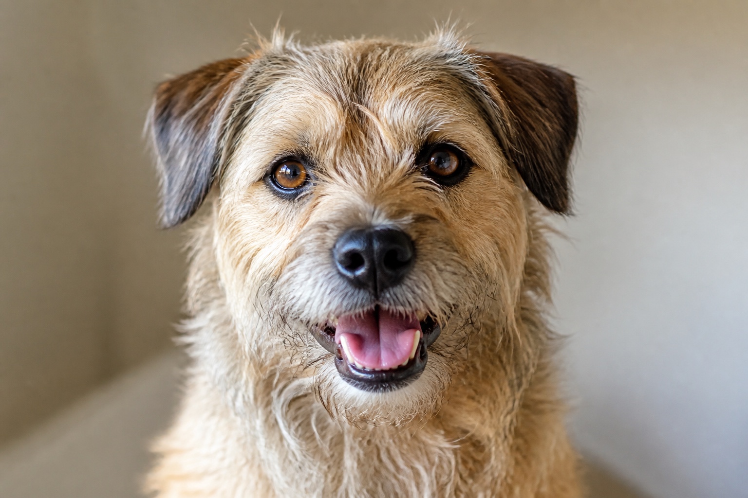 Original photograph of a cheerful terrier